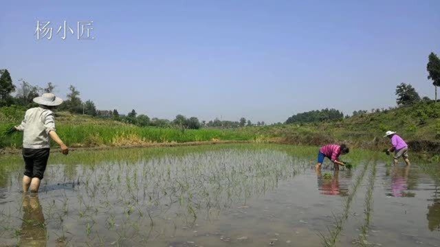 杨小匠:五一劳动节插秧,体验一下农村田间地头栽秧的艰辛