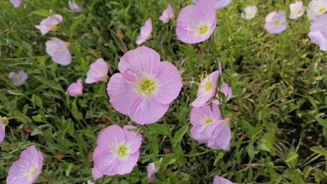 何红雨【美丽月见草】