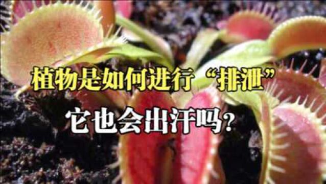 排泄并非动物的“专利”,植物也会出汗甚至拉屎,它如何做到?