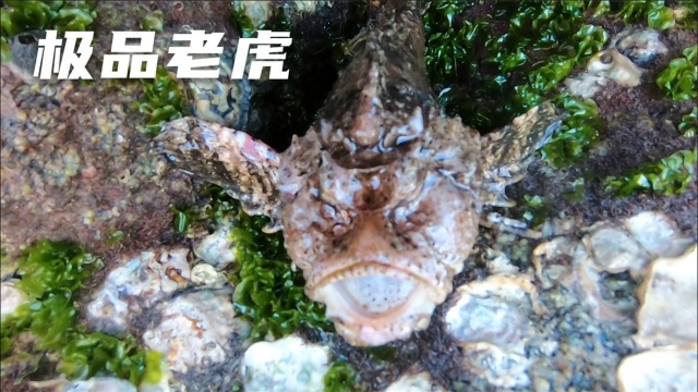 到新海域赶海发现“玉石”,还有“极品老虎”栖息此地,发财了