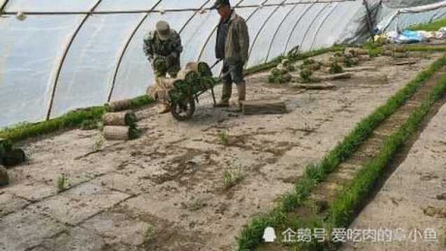 东北农村春耕季节,农民种水田开始插秧了,男女老少总动员,真累