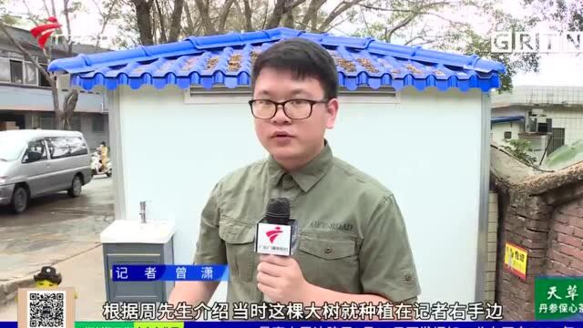 街坊求助:街边步行被大树砸中 管养单位难以寻找