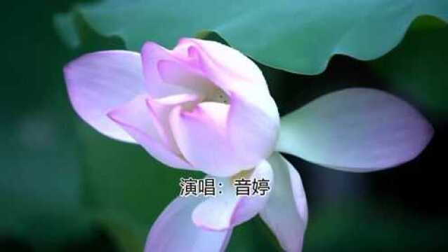 音婷大悲咒 (cover:邝美云)