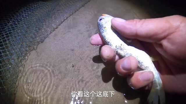 大海退潮后,发现一个绿贝壳里住满海星,还捉到了活刀鱼!