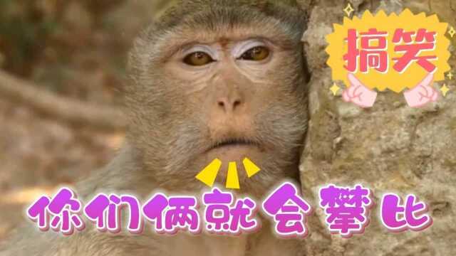 爆笑 猴:你们俩就是个败家子,看看把我都逼成啥样了.