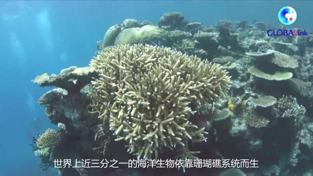 全球连线 | 保护大堡礁刻不容缓