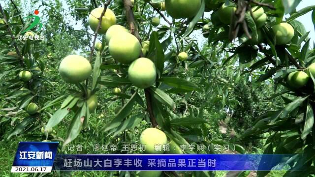 赶场山大白李丰收 采摘品果正当时