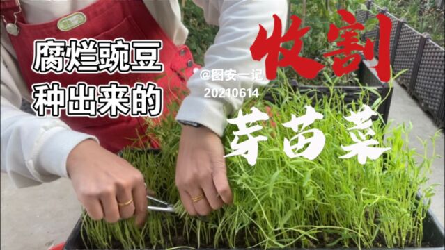 【图安一记】收割芽苗菜 用腐烂的豌豆种出来的真不容易