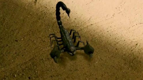 沙漠蝎子产生变异，竟然能直接吃掉雇佣兵的脑子？#《绝色逃生》短视频大赛#