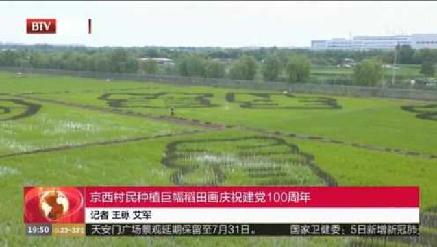 京西村民种植巨幅稻田画庆祝建党100周年