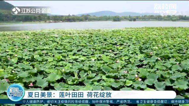 莲叶田田 荷花绽放 像天然“救生圈”的荷叶吸引游客