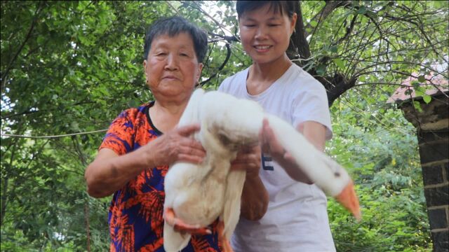 100元买只大鹅,砂锅炖大鹅,肉香汤浓,鹅腿抱着啃解馋