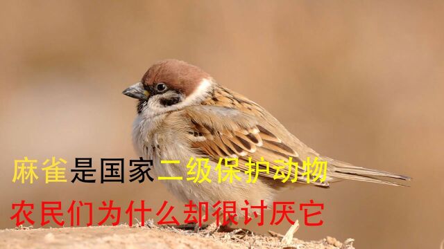 麻雀是国家二级保护动物 农民们为什么却很讨厌它#“知识抢先知”征稿大赛#