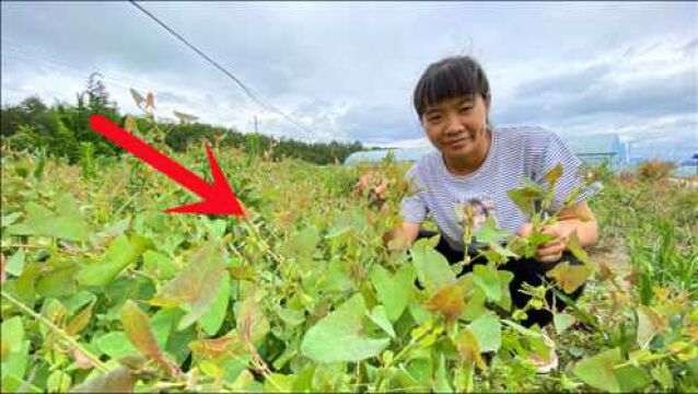 农村路边常见的“蛇退草”,没想到它的价值这么高,我也是才知道