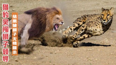 猎豹误入狮子领地，结果惨遭雄狮“无情猎杀”，豹子：还是慢一步！