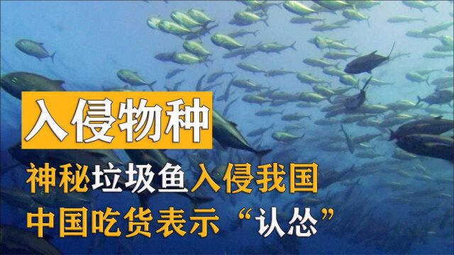 垃圾鱼强势登陆中国,成最霸道入侵者,连中国吃货都表示认怂!