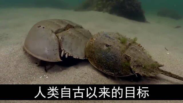 世界上的古老生物鲎,存在了四亿多年,全身流着蓝色的珍贵血液