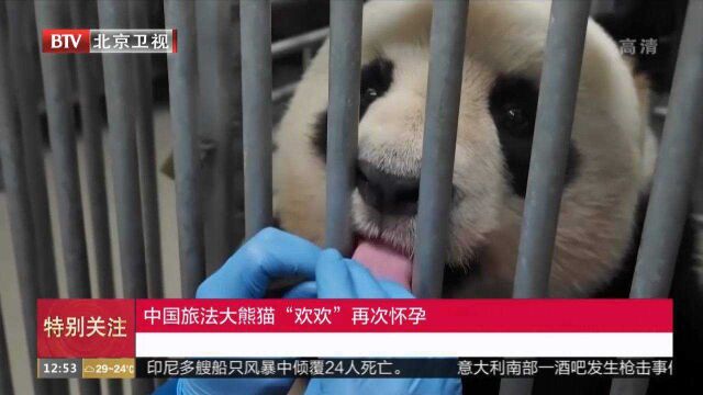 中国旅法大熊猫“欢欢”再次怀孕