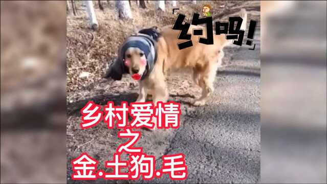 曾经也是一条贵足犬,回了屯子这乡土气息太感染狗了