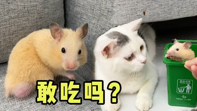 二货主人测试猫咪会不会吃掉小仓鼠,小仓鼠:你敢吃吗?