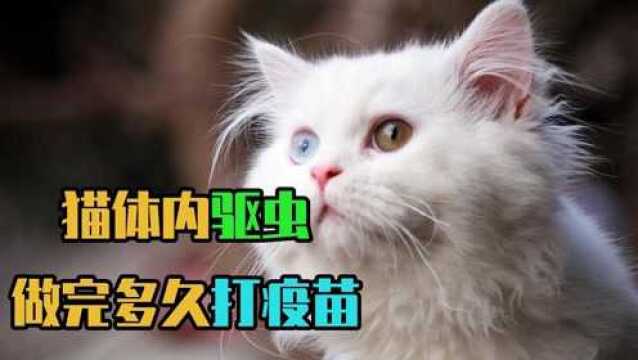 猫咪驱虫多久一次