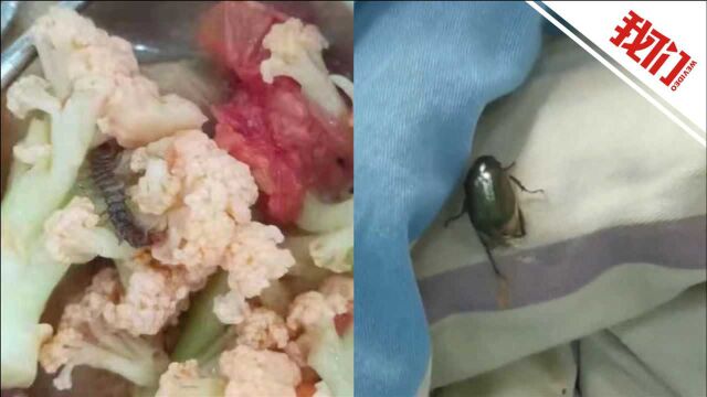 北京昌平一军训基地食堂被投诉饭菜被褥中有虫 工作人员:已整改