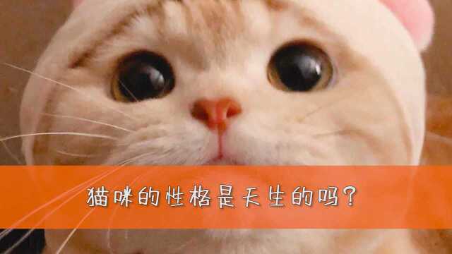 猫咪的性格是天生的吗?并不是,后天因素也很重要!