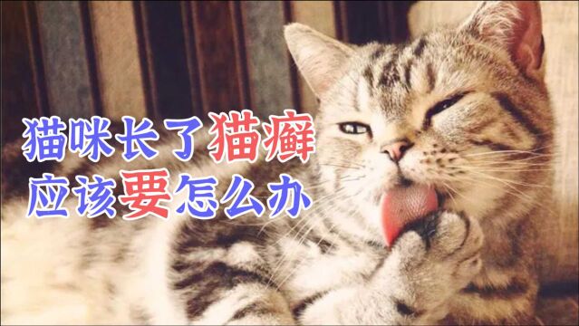 猫咪长了猫癣应该要怎么办