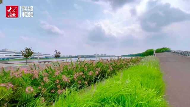 东营网红打卡地|秋色宜人 河口鸣翠湖风景美如画