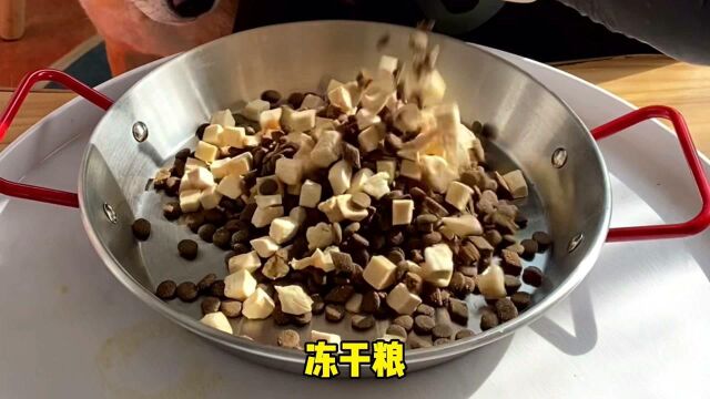 狐狸和狗狗吃饭的区别