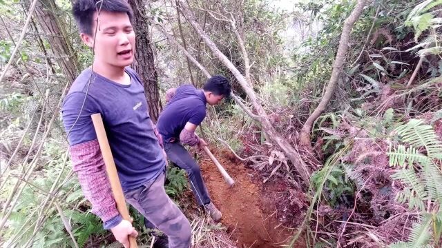 野生土茯苓实在难挖!这次叫来兄弟帮挖!竟挖出极品野货!值了!