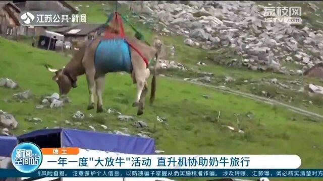 瑞士:一年一度“大放牛” 直升机“空投”奶牛助其旅行