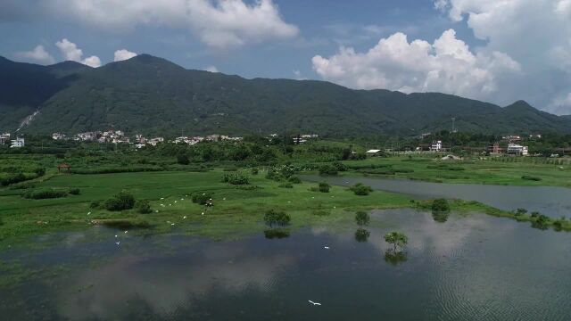 莆田市常太镇东圳水库风光纯净美好,鸟儿的天堂,太美了!