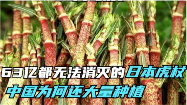 花费63亿都无法消灭的日本虎杖,让多国头疼,为何我国还大量种植?