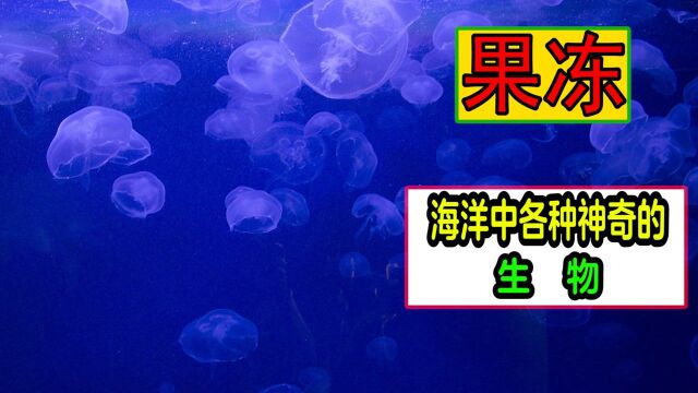 海洋中奇妙的动物,这个长得像果冻的生物,你知道是什么吗?#知识ˆ’知识抢先知#