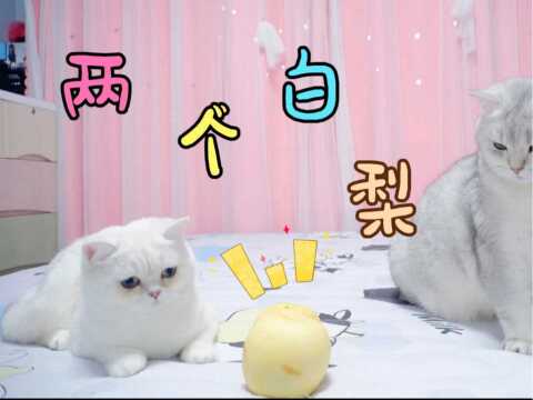 小猫咪之间也会有感情吗?