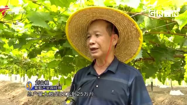 小葡萄“串”起大产业 赋能乡村振兴