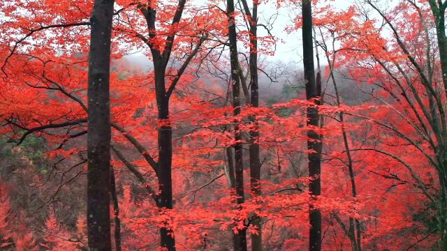 美得无可挑剔!四川光雾山满山红叶