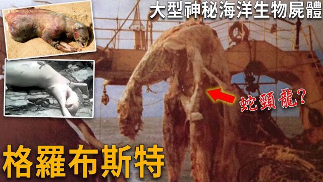 大型神秘海洋生物尸体 蛇颈龙遗骸 蒙托克怪物 年巴拿马怪物