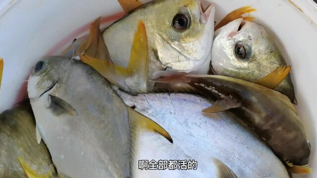 湛江海域这种鱼泛滥,每个人都钓爆箱,三人出海钓近百斤鱼