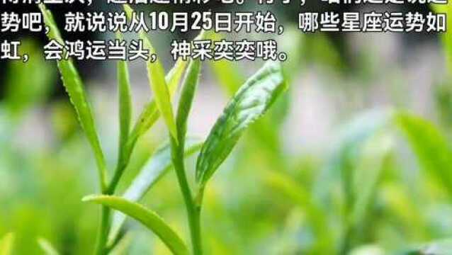 从10月25日开始,运势如虹,会鸿运当头,神采奕奕的三大星座