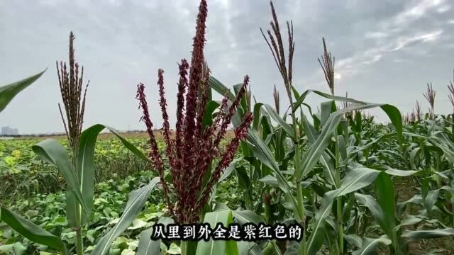 一口爆浆,满满花青素,口感似西瓜,这样的水果玉米你吃过吗?