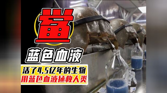 鲎躲过5次生物大灭绝,蓝色血液救人无数,却倒在了人类的餐桌