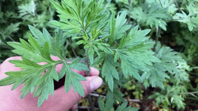 农村常见的植物艾草,煮水价值高,到底有啥好?涨知识了