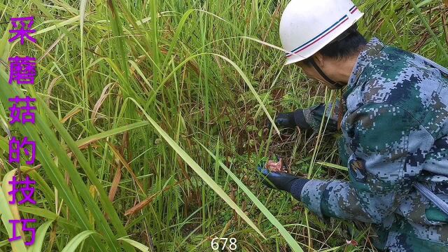 去大山里采蘑菇,怎样能采到更多的蘑菇,你知道这些技巧吗?