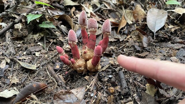 福建老板花6000元叫我找这种植物,听说植物珍贵而稀少,你见过吗