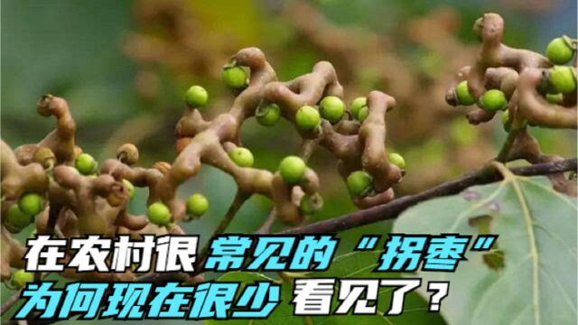 在农村被叫拐枣,却没有“枣”该有的模样,形似鸡爪,价值却奇高