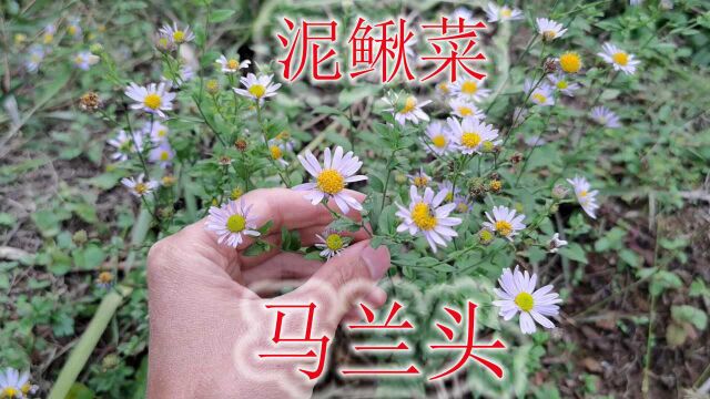 农村 农村山野间植物“泥鳅菜”,又名“马兰头”,生活中您了解吗?