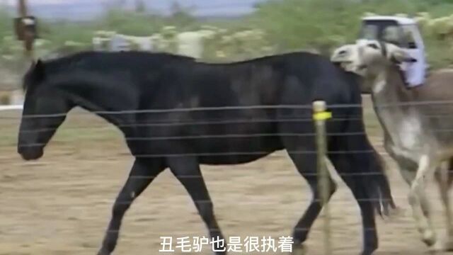 丑毛驴倒追黑骏马,死缠烂打,被黑骏马无情狂踢