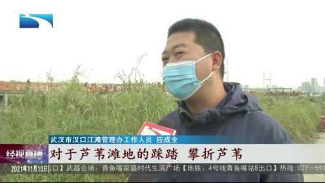 赏江滩芦海正当时 望市民文明观赏